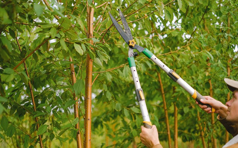 Tree trimming in Stevenson, WA